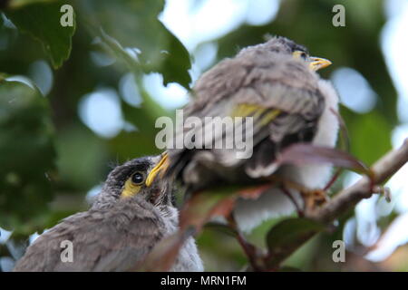 Laut Miner Küken auf Hibiscus Zweig (Manorina Melanocephala) Stockfoto