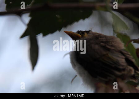 Laut Miner Küken auf Hibiscus Zweig (Manorina Melanocephala) Stockfoto