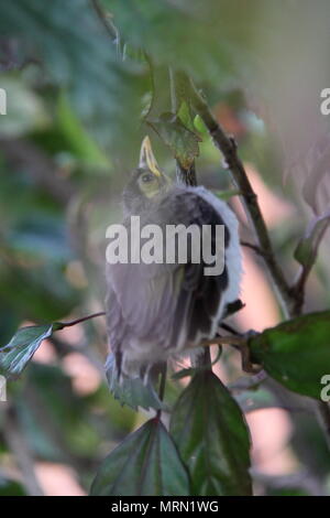 Laut Miner Küken auf Hibiscus Zweig (Manorina Melanocephala) Stockfoto