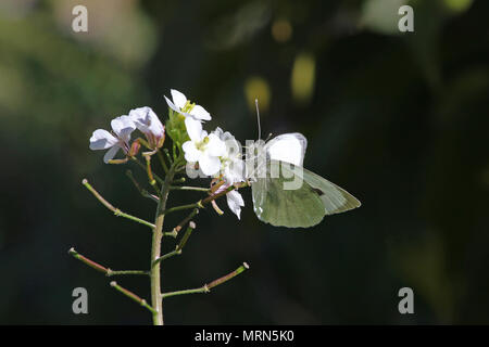 Kleine weiße oder kohlweißling Latin Pieris rapae Pieris mannii Fütterung auf eine weiße Blume in einer Wiese im Frühling in Italien möglicherweise Stockfoto