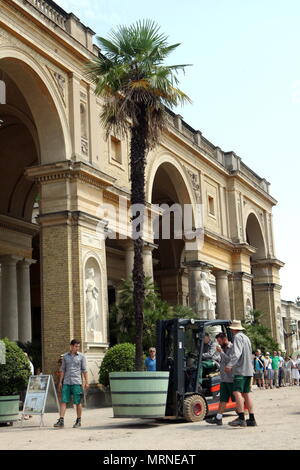 27. Mai 2018, Potsdam, Deutschland: Verlängerung eines ca. 10 m hohen chinesischen Hanf palm von der Orangerie im Park Sanssouci. Seit mehr als 200 Jahren, mehr als 1000 Topfpflanzen aus der Überwinterung Hallen der Orangerie Schloss gebracht worden, der auf dem Gelände der Stiftung Preußische Schlösser und Gärten Berlin-Brandenburg (SPSG). Foto: Nestor Bachmann/dpa Quelle: dpa Picture alliance/Alamy leben Nachrichten Stockfoto