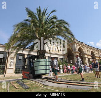 27. Mai 2018, Potsdam, Deutschland: Ausweitung der Kanarischen Daddel palm im Park von Sanssouci aus ihren Winterquartieren. Seit mehr als 200 Jahren, mehr als 1000 Topfpflanzen aus der Überwinterung Hallen der Orangerie Schloss gebracht worden, der auf dem Gelände der Stiftung Preußische Schlösser und Gärten Berlin-Brandenburg (SPSG). Foto: Nestor Bachmann/dpa Quelle: dpa Picture alliance/Alamy leben Nachrichten Stockfoto