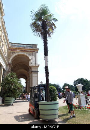 27. Mai 2018, Potsdam, Deutschland: Erweiterung eines chinesischen Beinabschluss palm im Park von Sanssouci aus ihren Winterquartieren. Seit mehr als 200 Jahren, mehr als 1000 Topfpflanzen aus der Überwinterung Hallen der Orangerie Schloss gebracht worden, der auf dem Gelände der Stiftung Preußische Schlösser und Gärten Berlin-Brandenburg (SPSG). Foto: Nestor Bachmann/dpa Quelle: dpa Picture alliance/Alamy leben Nachrichten Stockfoto