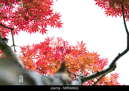 Low Angle View von Red maple leaf Tree, Hintergründe und Textur Konzept Stockfoto