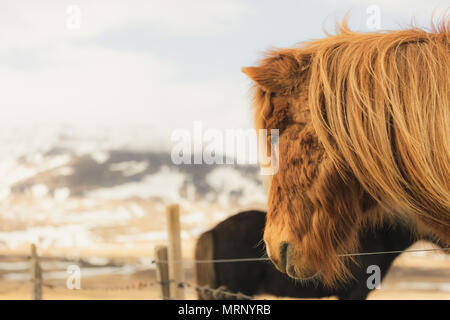 Portrait von Braun isländische Pferd im Winter Island Stockfoto