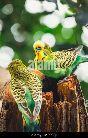Wellensittiche sitzen im Nest, Melopsittacus undulatus Stockfoto