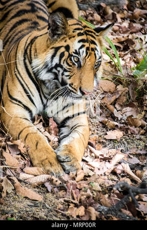 Vertikale Portrait von einem zwei Jahre alten männlichen Bengal Tiger, Panthera tigris Tigris, Bandhavgarh Tiger Reserve, Madhya Pradesh, Indien Stockfoto