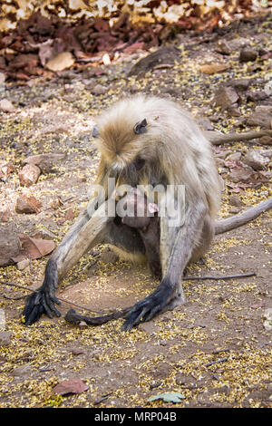 Mutter Grau Langur oder Hanuman Langur, Semnopithecus, Krankenpflege, ihr kleines Baby, Bandhavgarh Nationalpark, Tala, Madhya Pradesh, Indien Stockfoto