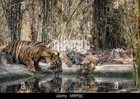 Zwei niedlichen kleinen 2 Monate alten Bengal Tiger Cubs, Panthera tigris Tigris, und ihre erwachsenen männlichen Vater trinken, Bandhavgarh Tiger Reserve, Indien Stockfoto