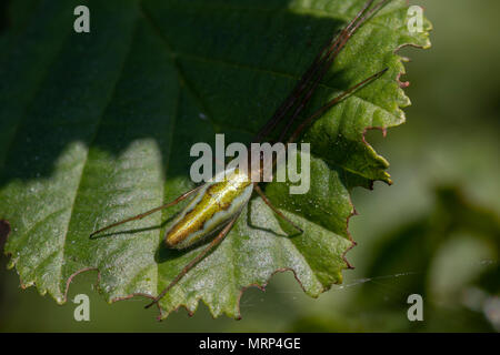 Gemeinsame stretch Spinne, lange Backen Erz - Weber, Tetragnatha, ruht auf Blatt im Sonnenschein. Stockfoto