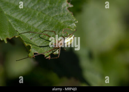 Gemeinsame stretch Spinne, lange Backen Erz - Weber, Tetragnatha, ruht auf Blatt im Sonnenschein. Stockfoto