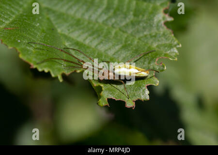 Gemeinsame stretch Spinne, lange Backen Erz - Weber, Tetragnatha, ruht auf Blatt im Sonnenschein. Stockfoto