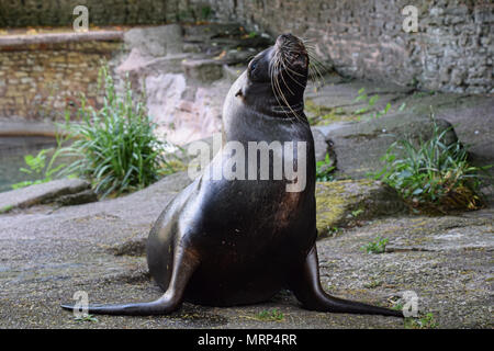 Sea Lion in Gefangenschaft Stockfoto