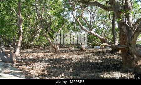 Ein Büschel der Mangroven und Stümpfe in Barangay Lavigan, Davao Oriental, Philippinen Stockfoto