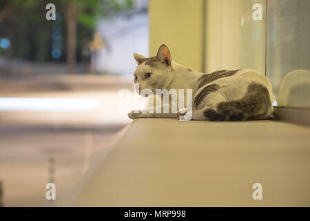 Eine streunende Katze Angst und Vorsicht beim Sitzen und bei der Aufnahme von der Kamera in der Nacht Blick auf Stadt, selektive konzentrieren. Stockfoto