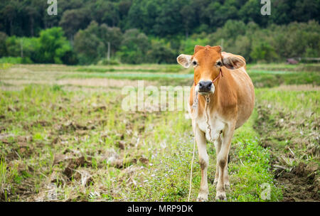 Eine einzelne braune Kuh stehend auf das grüne Feld mit Wald Hintergrund. Stockfoto