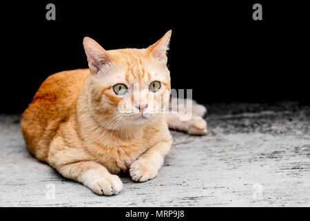 Die niedlichen orange Tabby fette Katze sitzend und suchen nach etwas mit Interesse. Stockfoto