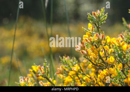 Gelbe Blumen gegen das Licht bei Sonnenuntergang mit kopieren. Stockfoto