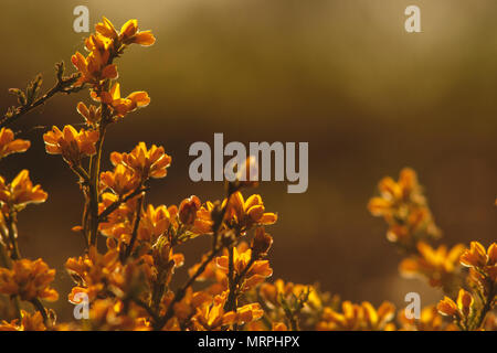 Gelbe Blumen gegen das Licht bei Sonnenuntergang mit kopieren. Stockfoto