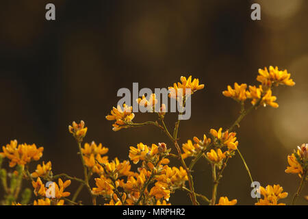 Gelbe Blumen gegen das Licht bei Sonnenuntergang mit kopieren. Stockfoto