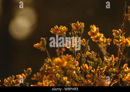 Gelbe Blumen gegen das Licht bei Sonnenuntergang mit kopieren. Stockfoto