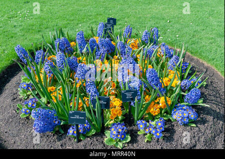 London, UK - April 2018: Sortiert bunte Blumen in ein Blumenbeet in Kew Gärten angebaut, ein botanischer Garten im Südwesten von London, England Stockfoto