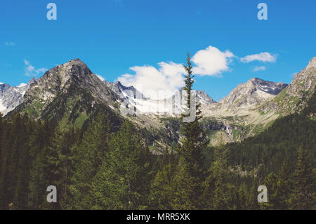 Die schöne Bergwelt. Grüne Tannen auf dem Hintergrund der hohen Altai Berge. Stockfoto