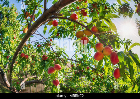 Blick nach oben von Peach Früchte reifen auf Baum im Garten. Sonnenstrahlen spähen durch die Blätter. Stockfoto