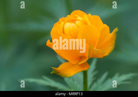 Asiatische globeflower (Trollius asiaticus) Nahaufnahme, lokalen Fokus Stockfoto