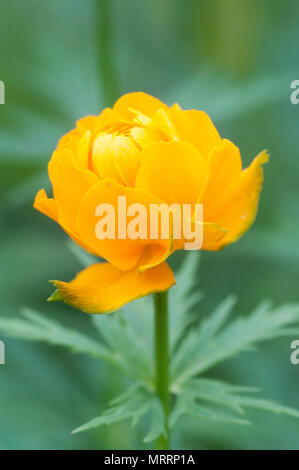 Asiatische globeflower (Trollius asiaticus) Nahaufnahme, lokalen Fokus Stockfoto