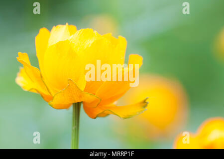 Asiatische globeflower (Trollius asiaticus) Nahaufnahme, lokalen Fokus Stockfoto