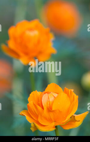 Asiatische globeflower (Trollius asiaticus) Nahaufnahme, lokalen Fokus Stockfoto