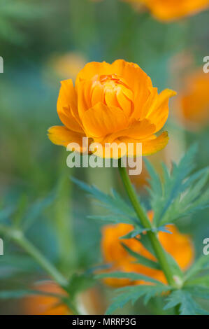 Asiatische globeflower (Trollius asiaticus) Nahaufnahme, lokalen Fokus Stockfoto