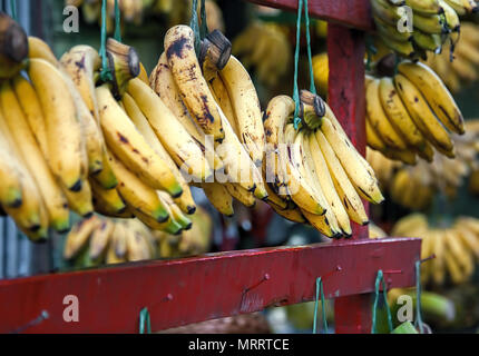 Ein Geschäft mit nur Bananen. Nur Bananen. Jede Traube ist auf lila Holz- bar ausgesetzt. Einige sind immer noch Grün, Gelb und Braun. Stockfoto
