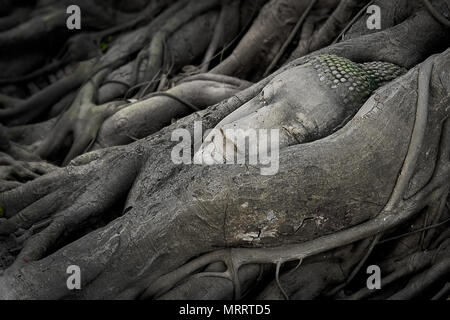 BUDDHA IM BAUM. Buddha Kopf Abbildung in Sandstein gehauen wurde durch die Zeit, die von den Wurzeln der Bodhi Baum im Wat Mahathat, Ayutthaya, Thailand gewickelt. Stockfoto
