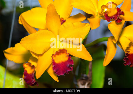 Cattleya Jomthong Dellight ist eine orange-gelbe Orchidee mit gelb und violett-rote Lippe. Stockfoto