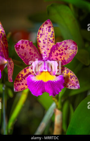 Cattleya Rosa Jaguar ist ein bunter Seestern-förmige Orchidee. Die Blüte ist gelb und orange Farbe mit violetten Sommersprossen. Die Lippe ist Gelb und Violett. Stockfoto