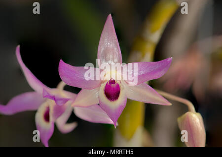 Rosy pink mit lila und cremig weiße Orchidee. Der Common Name ist die Rampart Lippe Dendrobium. Stockfoto