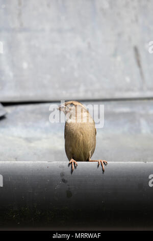 Ein Haussperling (Passer domesticus) auf Hausdach mit Nahrung im Schnabel für Junge im Nest unter Dachziegeln thront. Kildary, Ross-Shire, Schottland Stockfoto