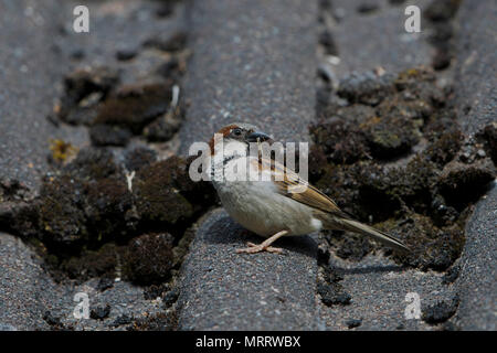 Ein Haussperling (Passer domesticus) auf Hausdach mit Nahrung im Schnabel für Junge im Nest unter Dachziegeln thront. Kildary, Ross-Shire, Schottland Stockfoto