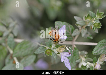 Orange Biene vermutlich ein Kuckuck Biene psithyrus barbutellis schließen bis auf teucrium fruticans Blume echinops oder germander in Italien Pollen sammeln Stockfoto