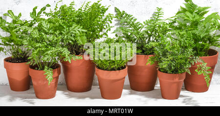 Haus pflanze Farn in Topfpflanzen auf weißem Hintergrund Stockfoto