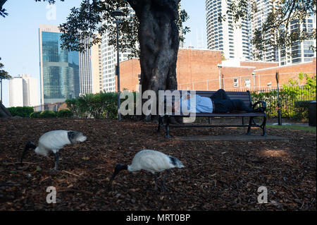 09.05.2018, Sydney, New South Wales, Australien - ein Mann schläft im Schatten unter einem Baum auf einer Bank im Park des Sydney Observatory. Stockfoto