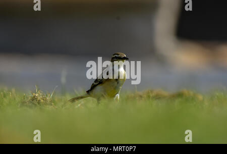 Kleiner Vogel allein im Garten Stockfoto