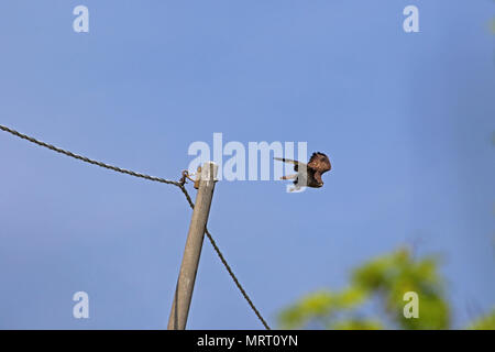 Oder Mäusebussard Buteo buteo oder poiana Raptor in der Nähe weg von einem telegraphenmast im Frühling in Italien zu fliegen Stockfoto