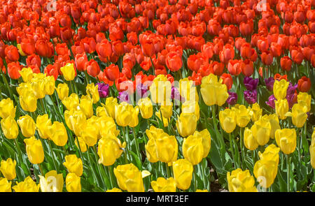 Tulips in Spring. Beautiful Red and Yellow Tulip Flowers in a Garden Stockfoto