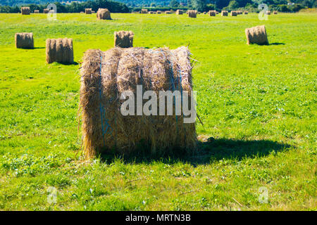 Heuballen auf einem grünen Feld in Cliffe gerade außerhalb von Rochester in Kent. Am späten Nachmittag getroffen, die ein schönes, weiches Licht, frisch geschnitten. Stockfoto