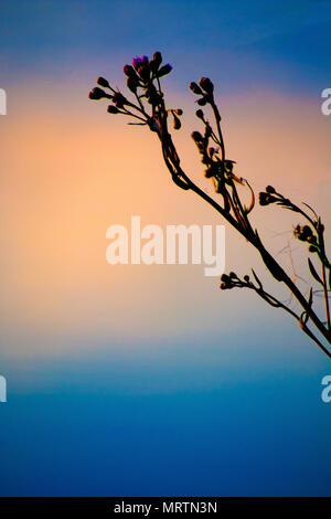 Beleuchtete Pflanzen auf dem Cliffe RSPB Nature Reserve außerhalb von Rochester in Kent. Gibt Botha atemberaubend und abstraktes Bild eines gemeinsamen Thema. Stockfoto