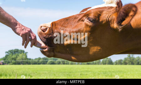 Likking Braun Kuh im Feld Stockfoto