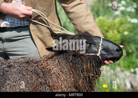 RHS Chelsea, London, Großbritannien. 21. Mai, 2018. Ein Wensleydale sheep besucht die Willkommen in Yorkshire Schaugarten im Chelsea Stockfoto